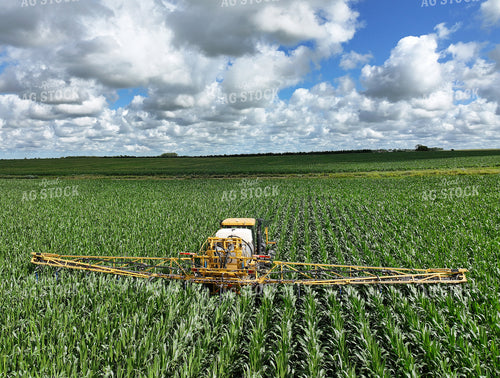 Y Dropping Corn 141359