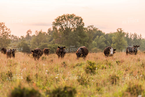 Cattle in Pasture 96013