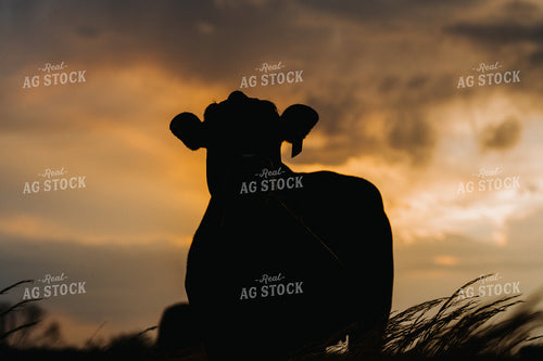 Cow Silhouette 301024