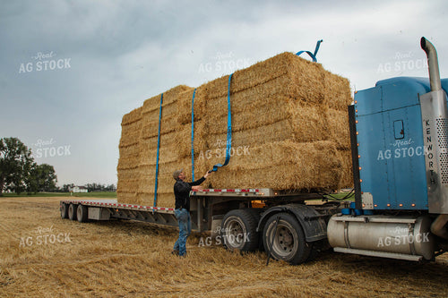 Farmer Securing Wheat Straw Bales 152598