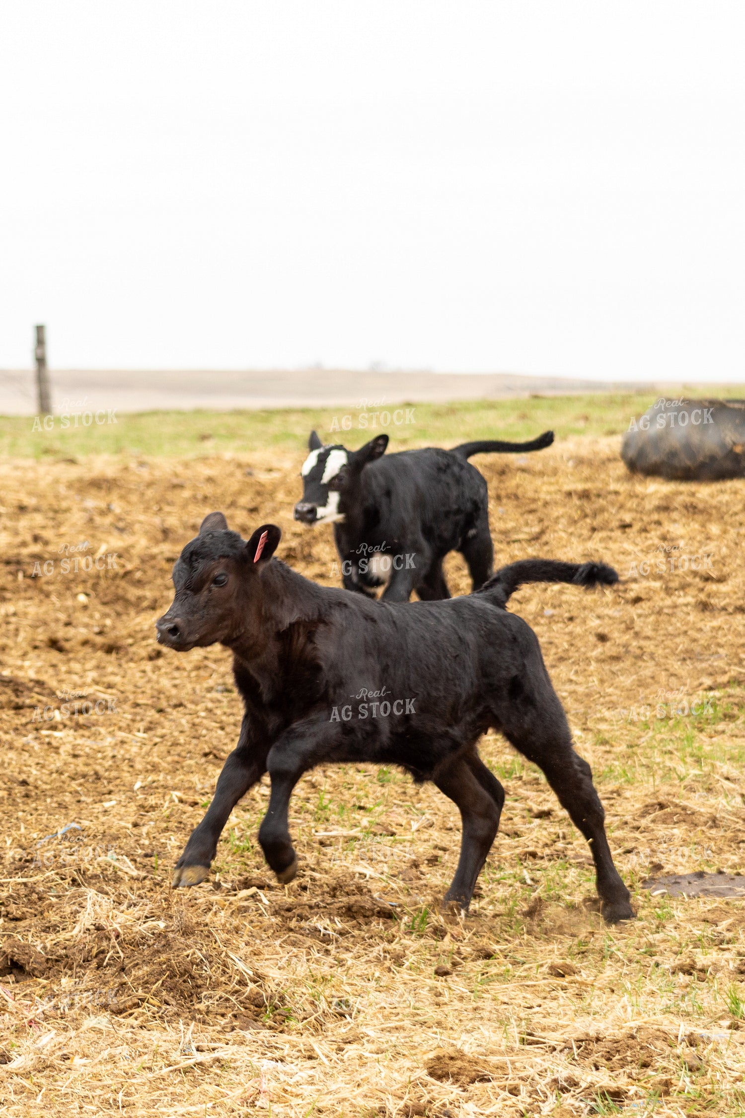 Calves Running in Pasture 155717