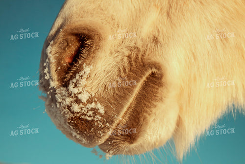 Horse Nose Close Up 58001
