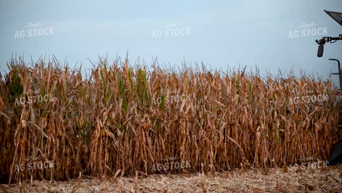 Harvesting Corn with Family in the Cab - 417