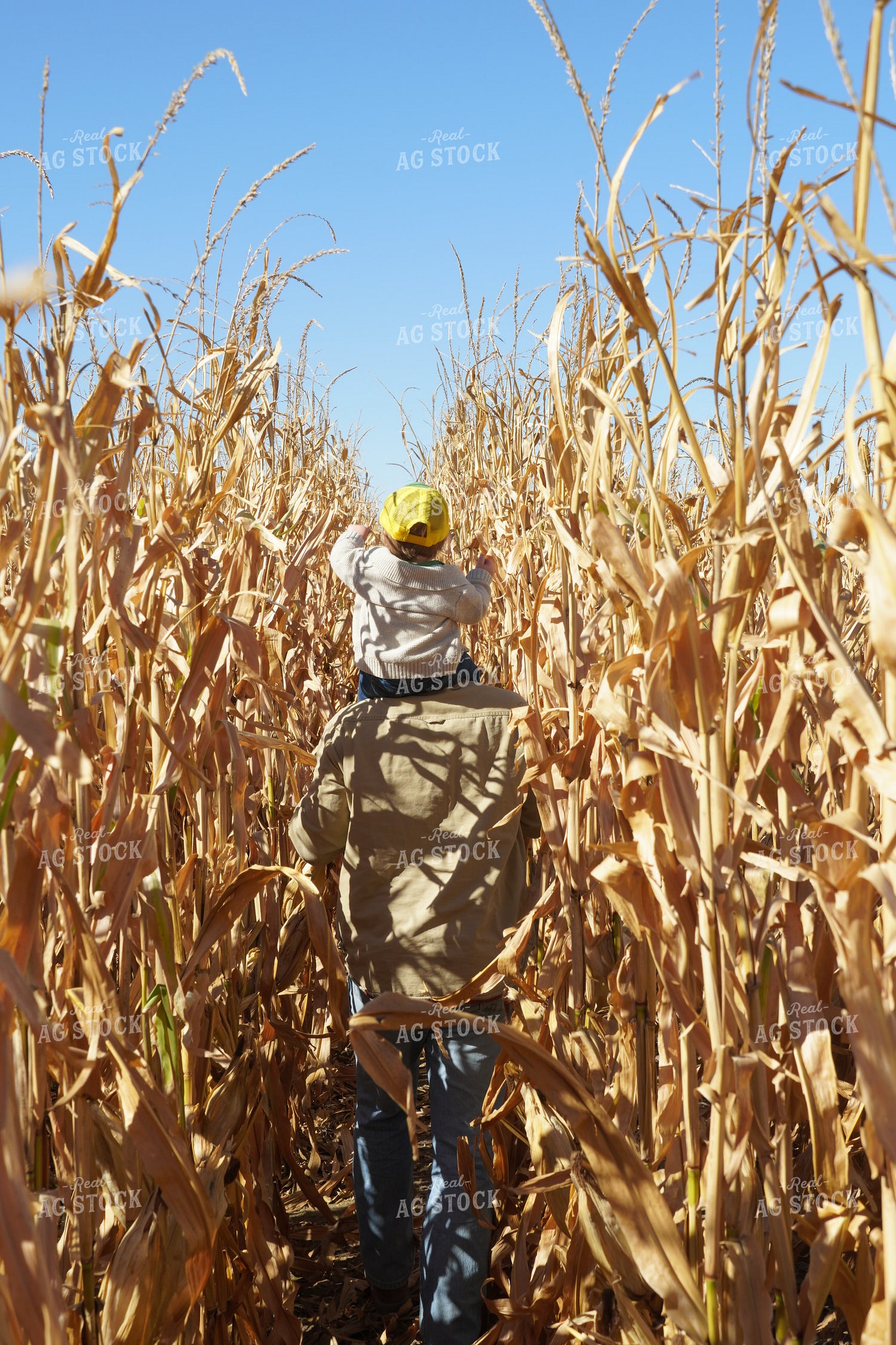 Farmer and Farm Kid in Corn Field 65029