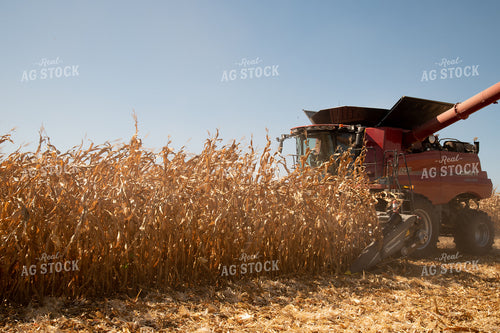 Combine Harvesting Corn on a Sunny Day 25897
