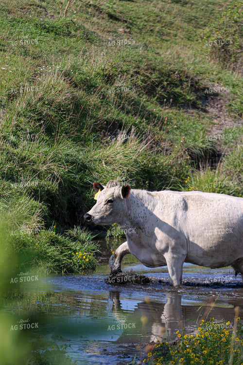Cattle in Water 160330