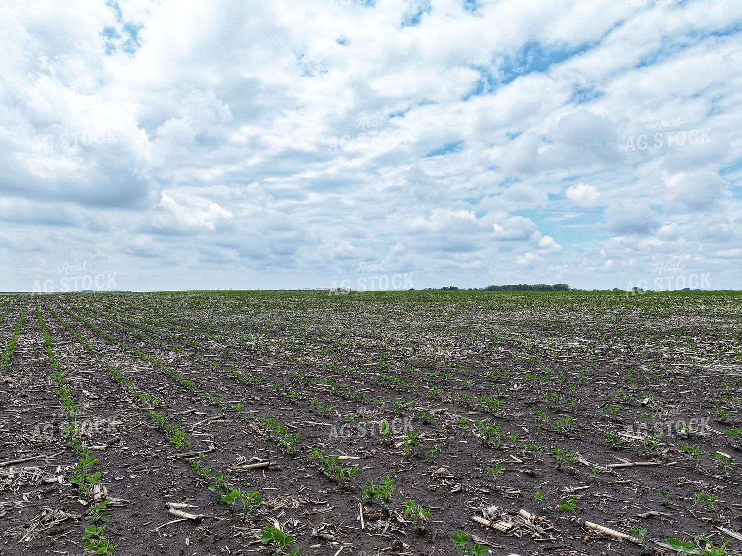 Midseason Soybeans 141290