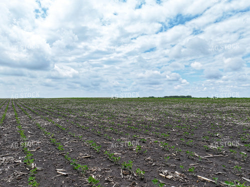 Midseason Soybeans 141290
