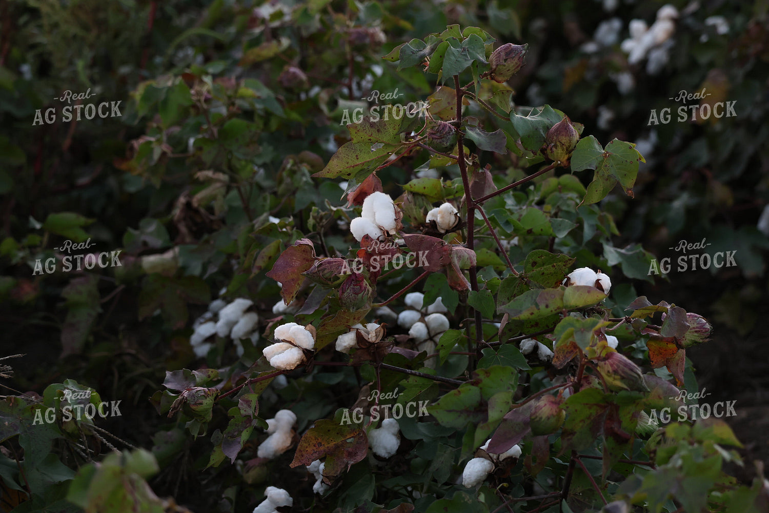 Cotton Plant 265005