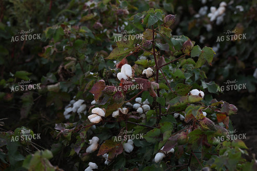 Cotton Plant 265005