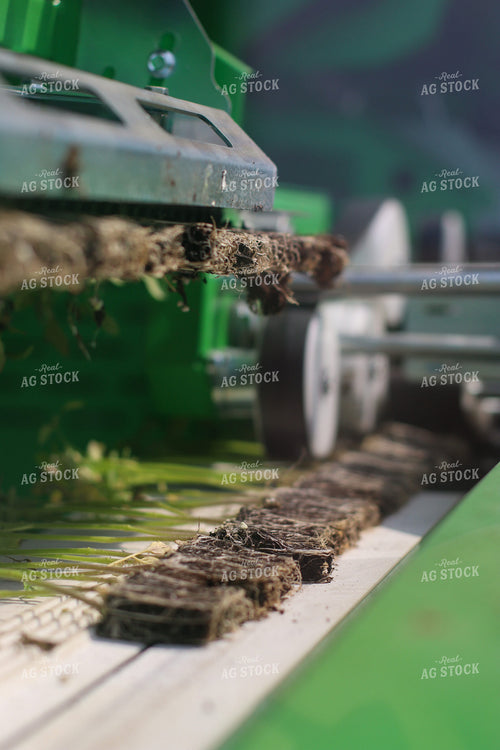 Tomato Plugs 109012