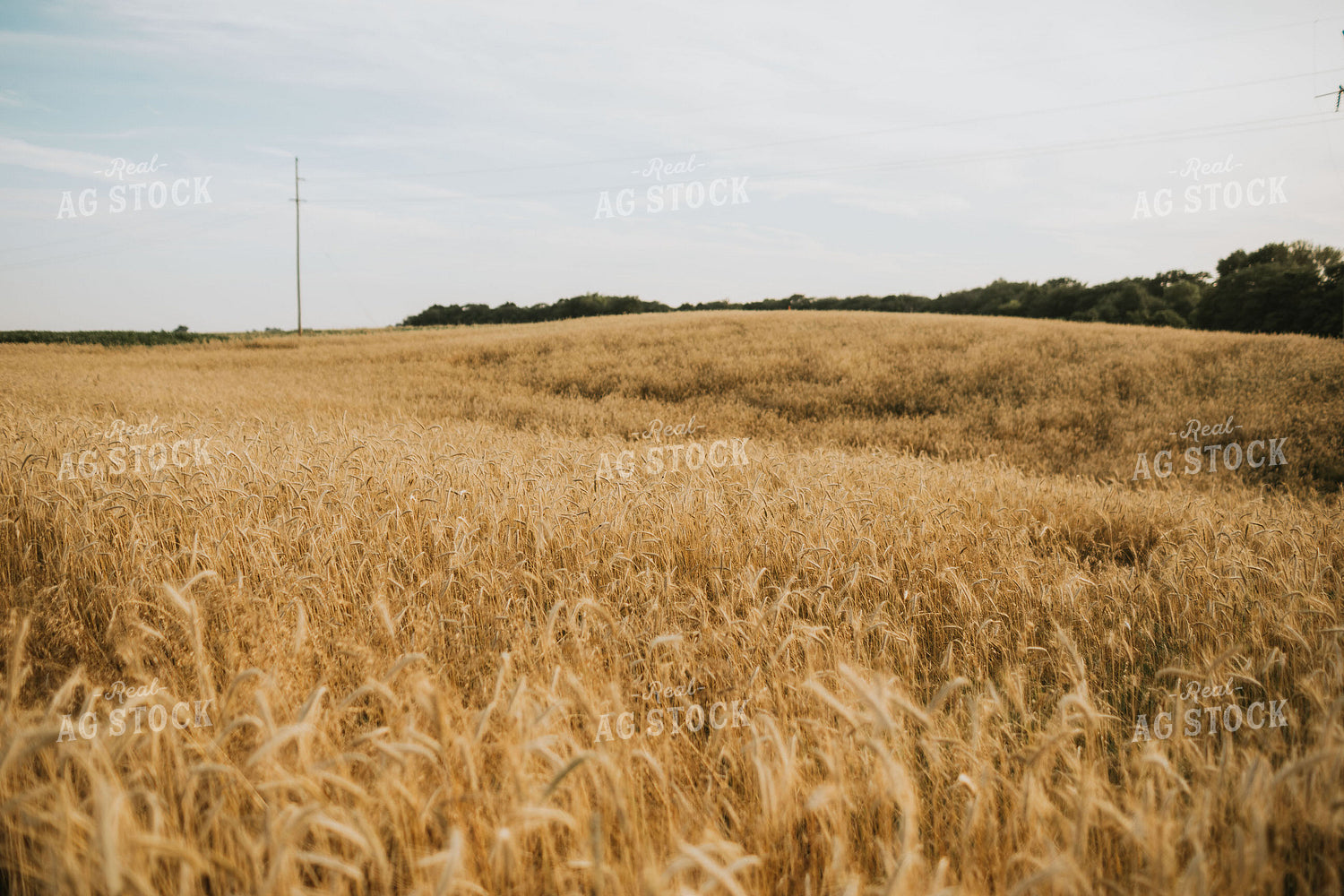 Field of Rye 5967