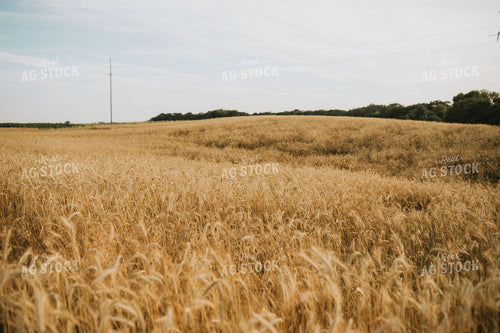 Field of Rye 5967