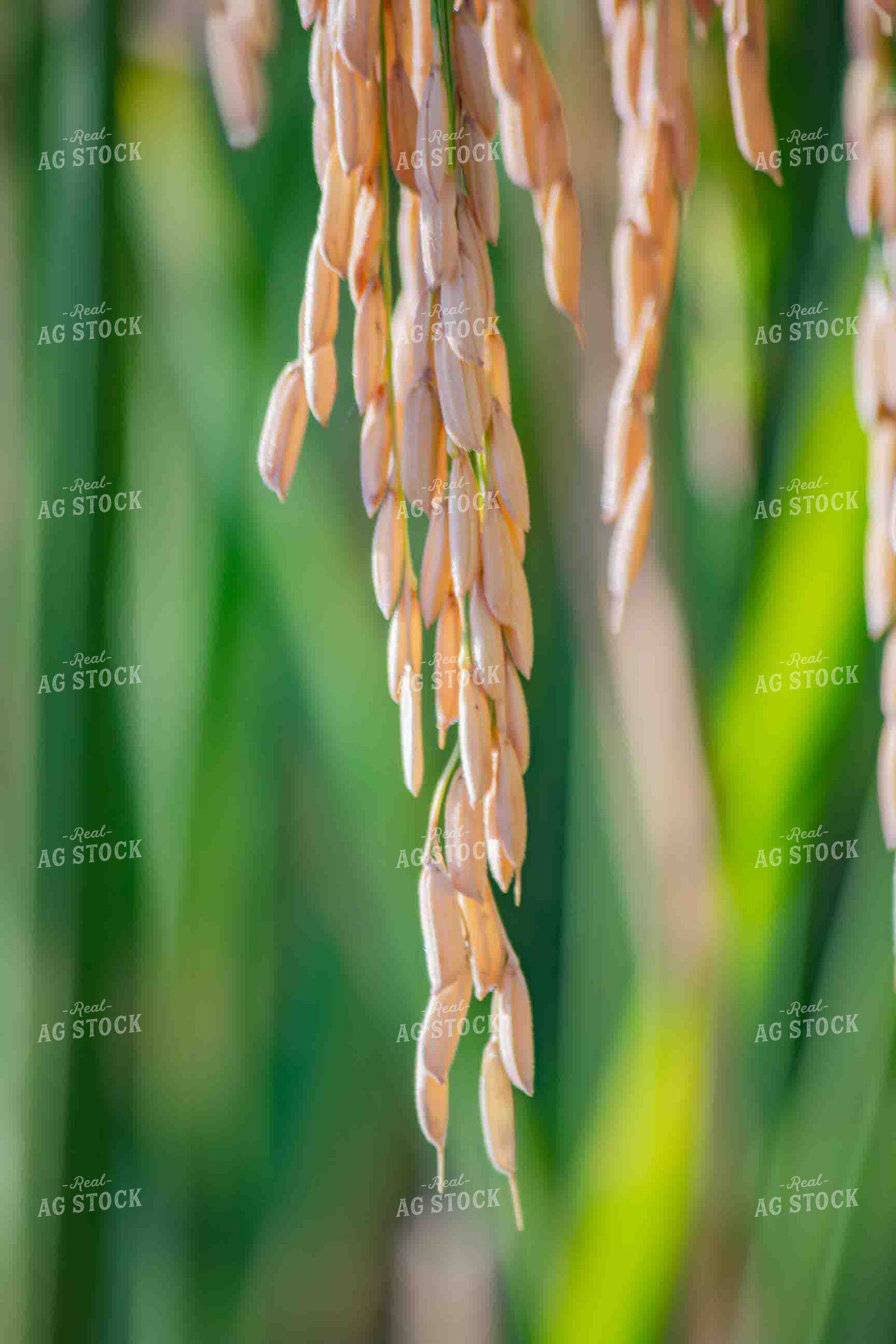 Rice 291043