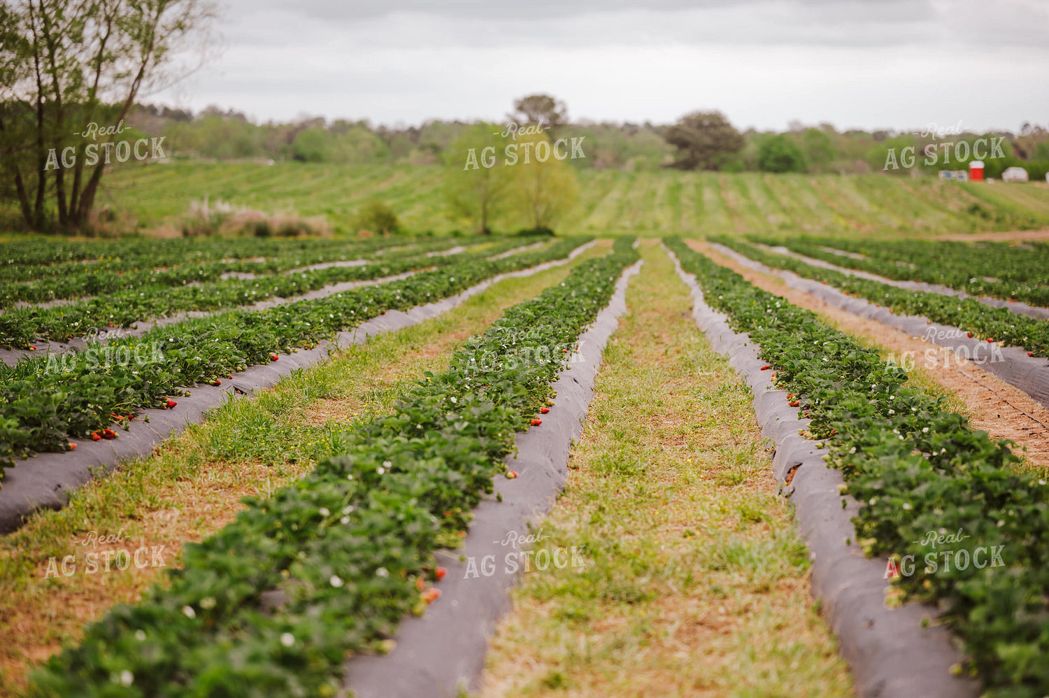 Rows of Strawberries 125100