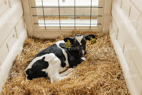 Holstein Calf 152765