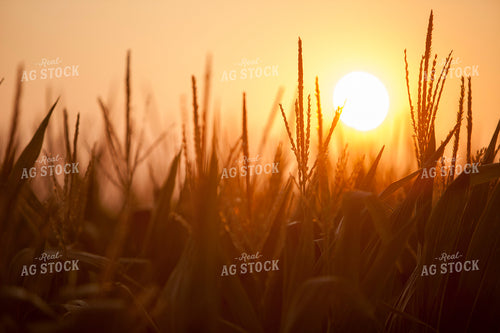 Corn - Mid-Season 1291