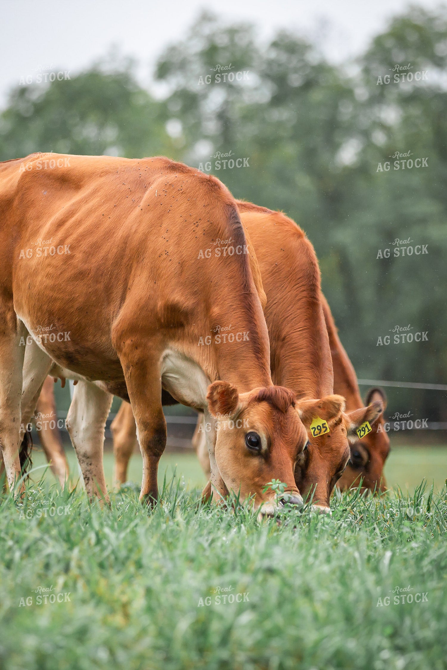 Jersey Cattle on Pasture 270480
