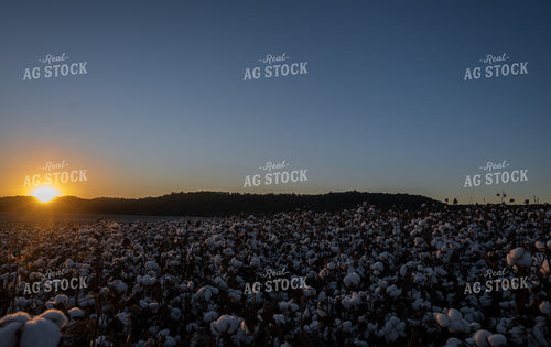 Cotton Field 149072