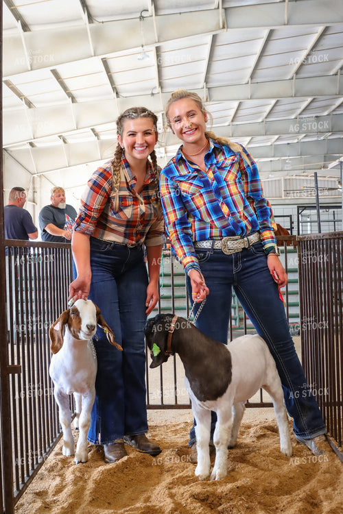 4H Kid Showing Goat 52197