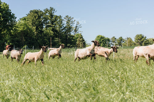 Sheep in Pasture 68070
