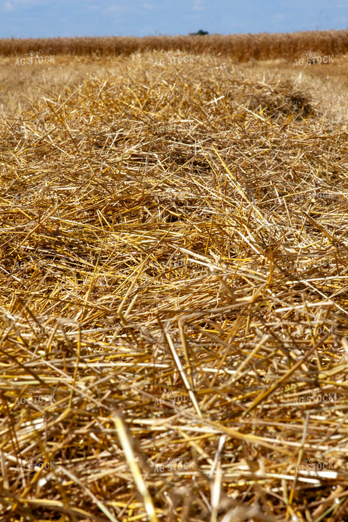 Cut Hay 132073