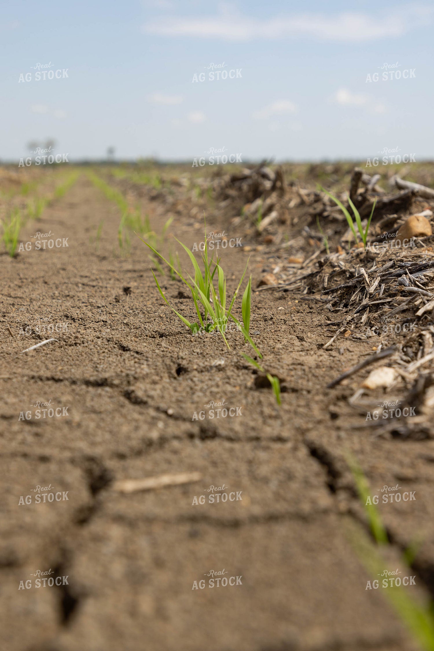 Early Growth Wheat 79631