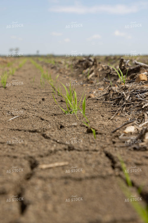 Early Growth Wheat 79631