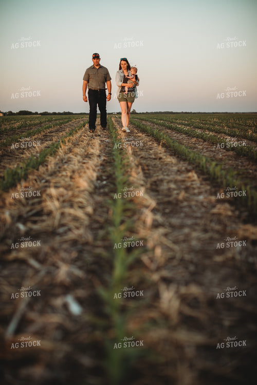 Farm Family Walking in Corn Field with Triticale Cover Crop at Sunset 5932