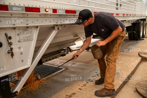 Farmer Collecting Corn to Test Moisture from Hopper Bottom Semitruck Unloading into On-farm Storage Pit 25542