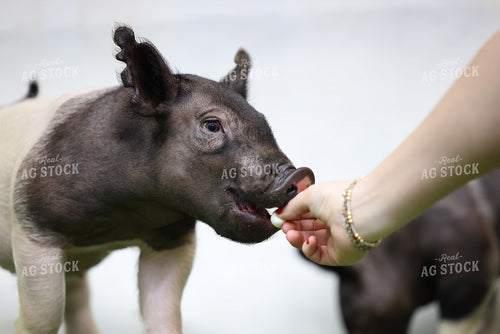 Piglets 160374