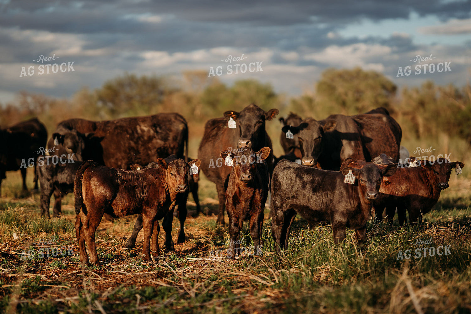 Cow Calf Pairs on Pasture 196314