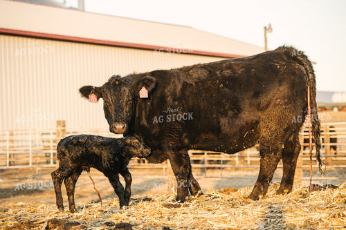 Cow Giving Birth to Calf 70127