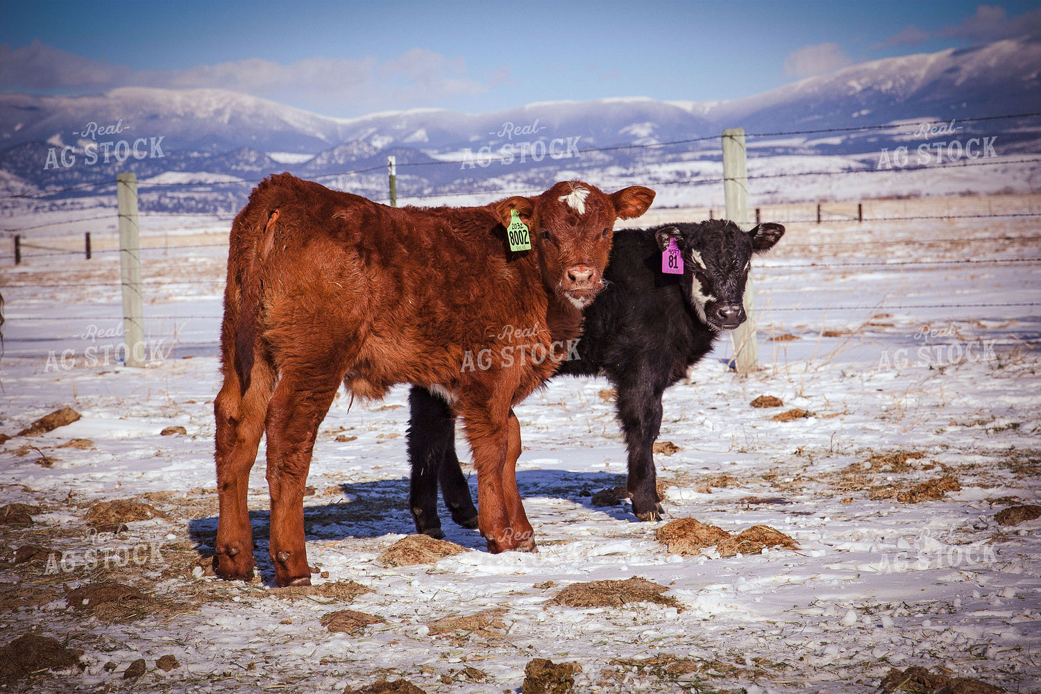 Calves in Snow 81054
