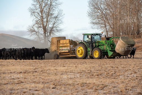 Feeding Angus Cattle Round Hay Bales 51026