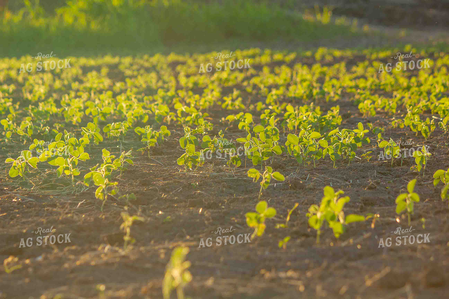 Early Growth Soybean Field 291049