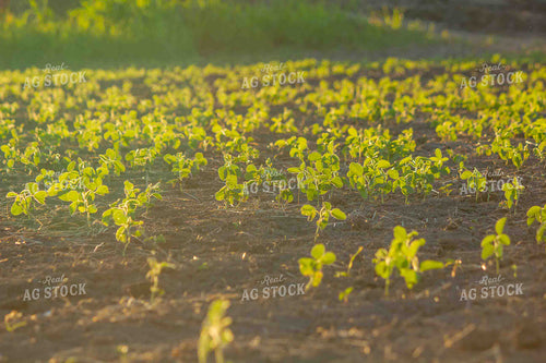 Early Growth Soybean Field 291049