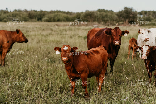 Cattle in Pasture 64286