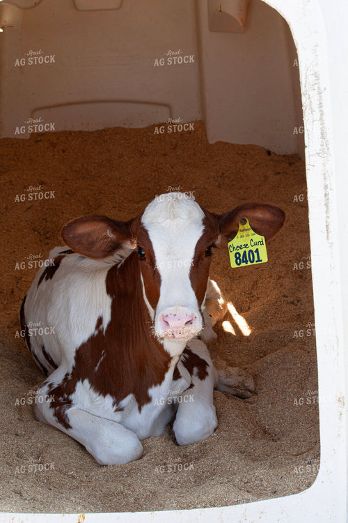 Holstein Calf on Dairy 132153