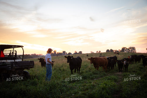 Checking Cattle on Pasture 268347