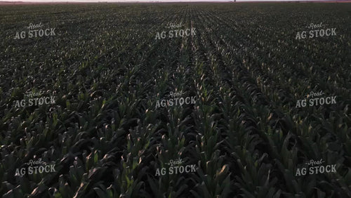 Corn Leaves Moving in the Wind at Night 239230