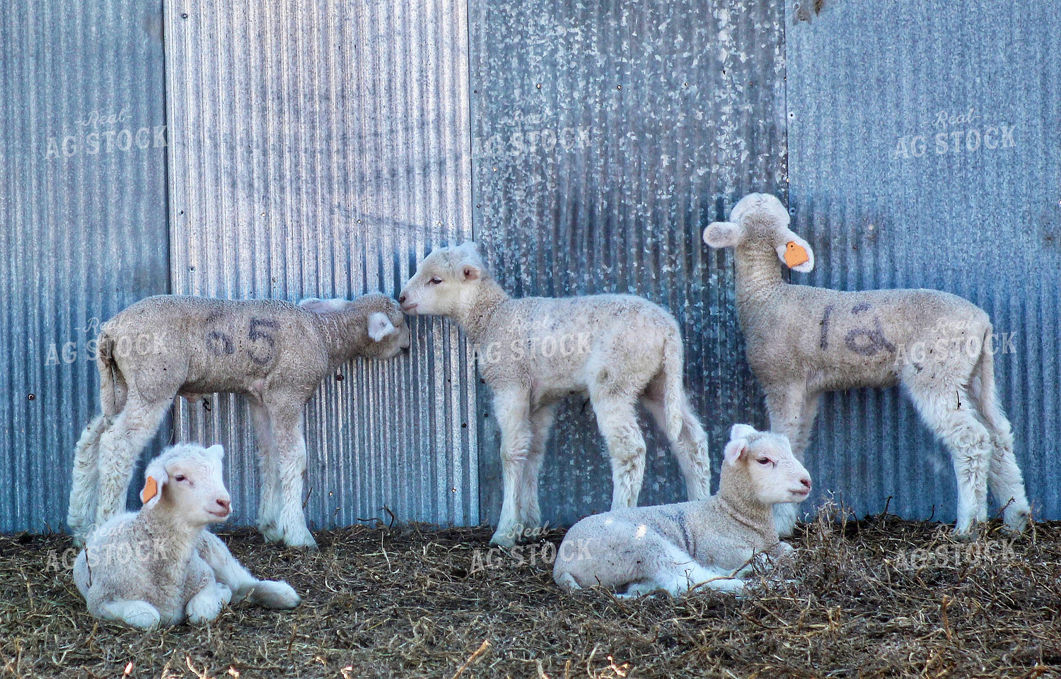 Lambs 141511