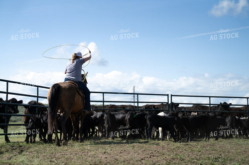 Rancher Roping Cattle with a Horse in a Fenced Pasture Under Clear Skies 65291