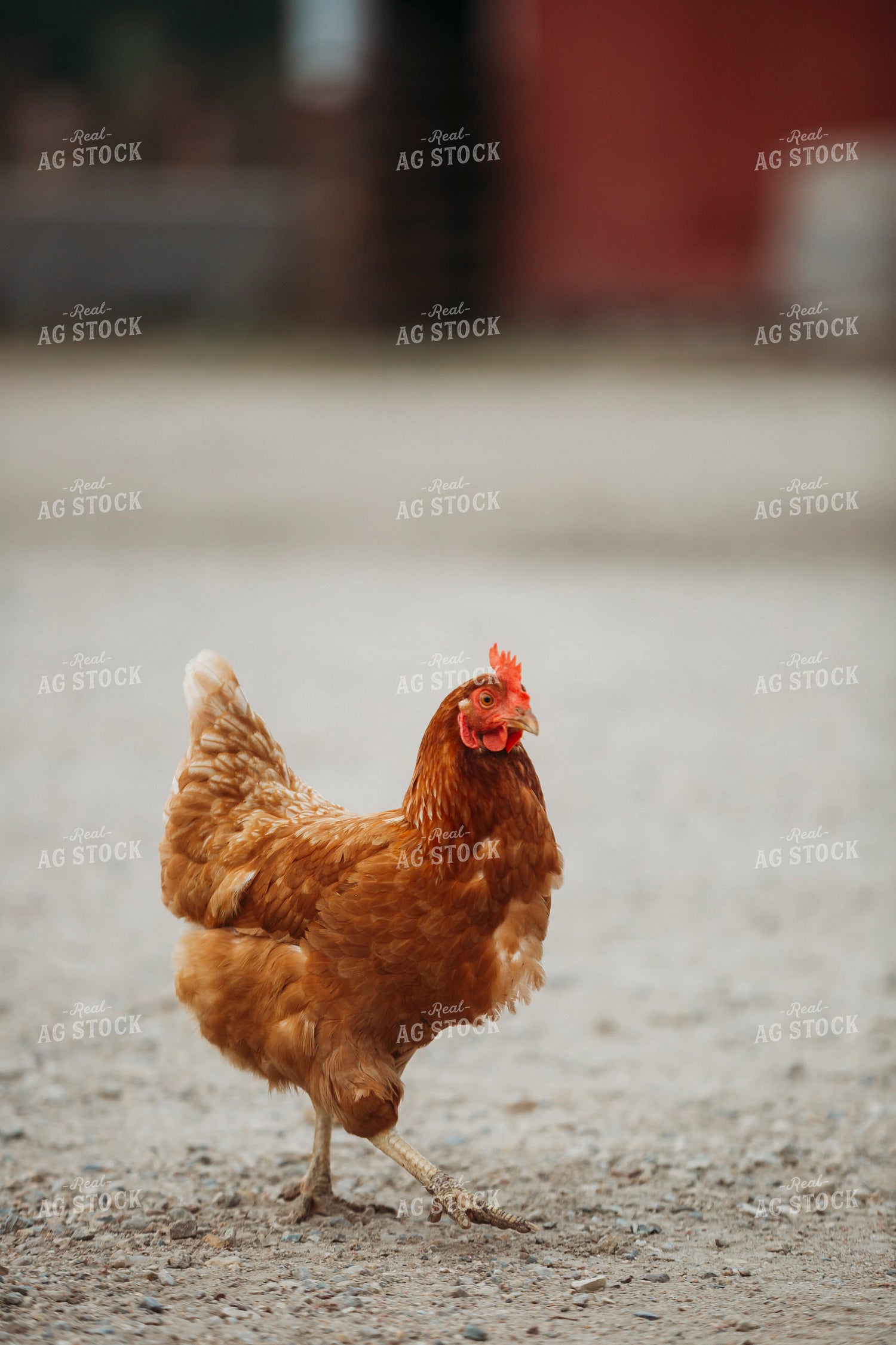 Free Range Chickens 285053