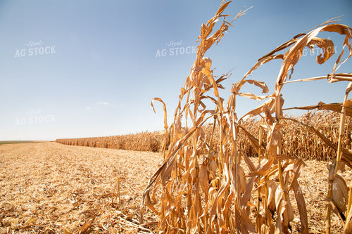 Dried Corn Waiting to be Harvested on a Sunny Day 25903