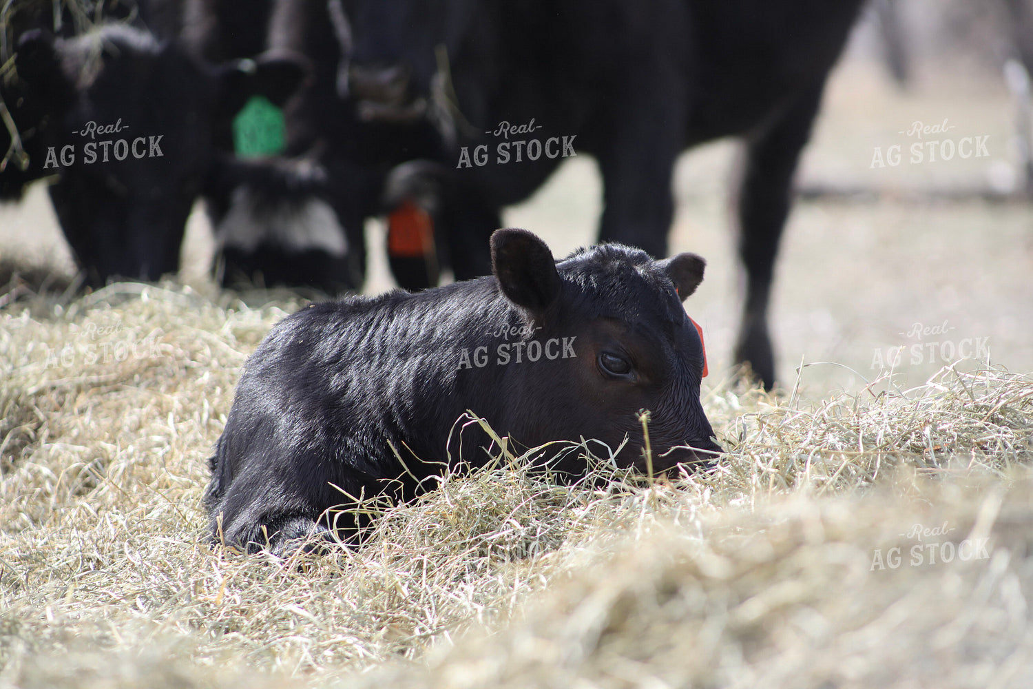 Angus Calf Playing in Hay 117209