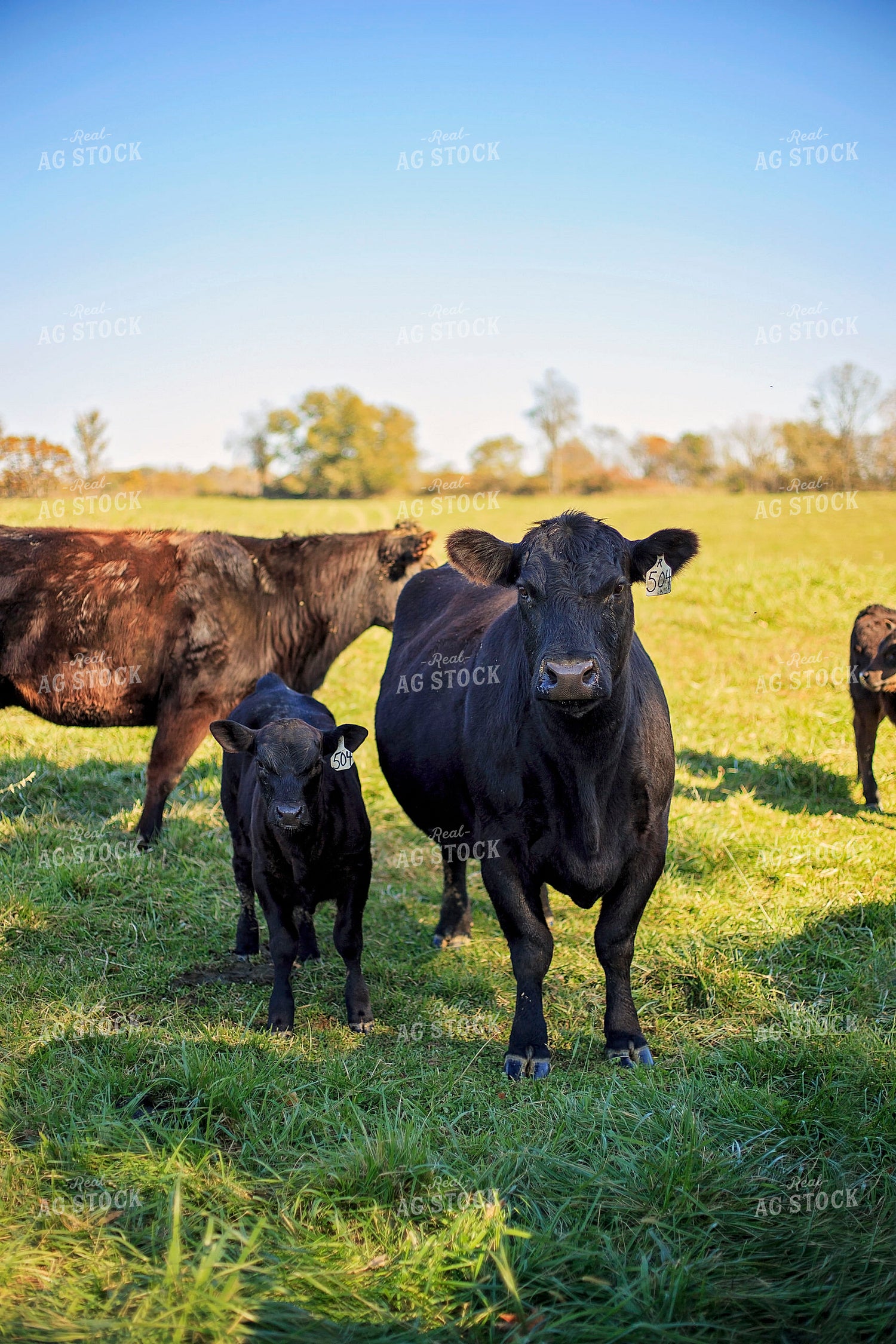 Cow-Calf in Pasture 93058