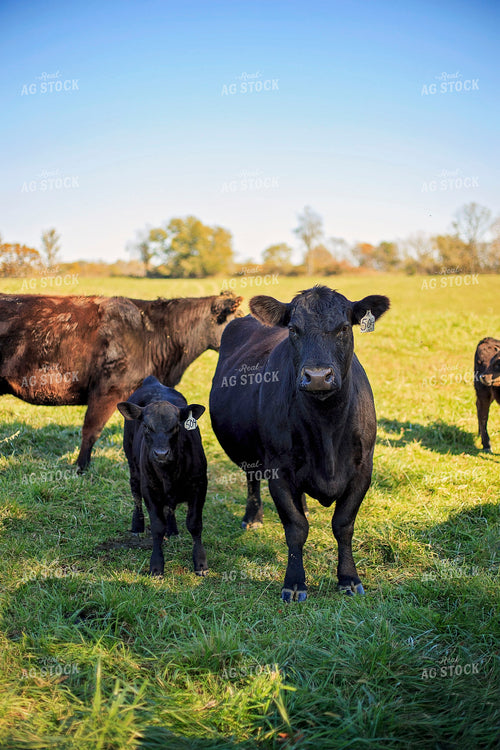 Cow-Calf in Pasture 93058