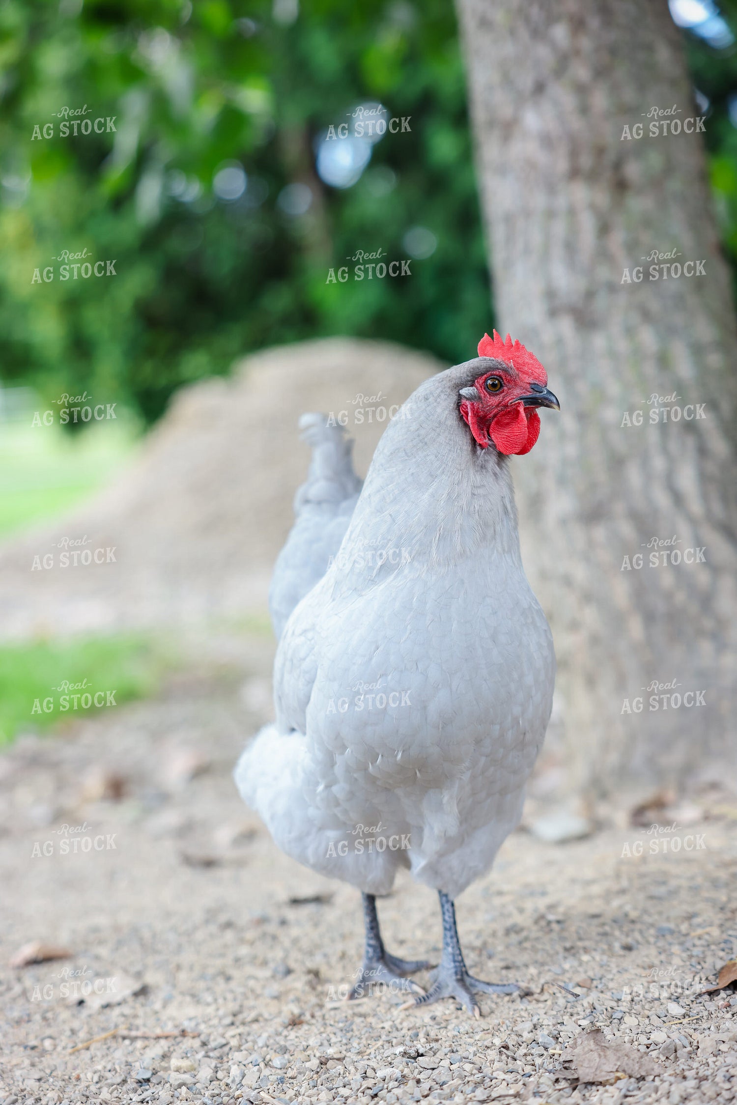 Chicken 90148