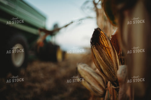 Dried Ear of Corn with Auger Wagon 3388